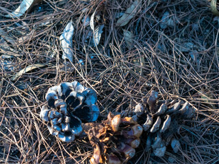 Pine cones next to black boot on the ground