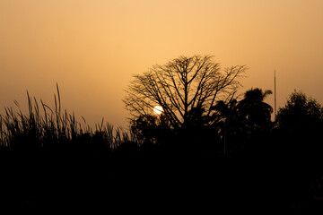 Sunset with silhouetted trees