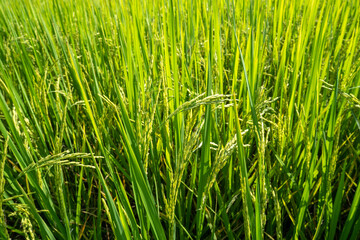 Rice paddy field background.