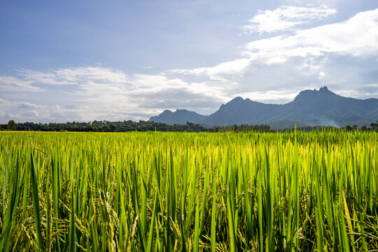 Rice paddy field against mountain scape and tiny cloud sky.