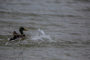 Eurasian coot (Fulica atra) in Aiguamolls De L'Emporda Nature Reserve, Spain