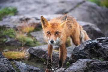 Red Fox on stone, Vulpes vulpes, wildlife scene from Europe.