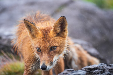 Red Fox on stone, Vulpes vulpes, wildlife scene from Europe.