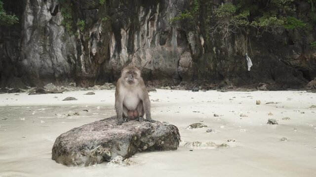 Portrait monkey sitting and chewing on reef rock against by water sea on the beach, Monkey island in Southern of Thailand, Phi Phi Island