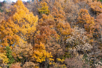 Fototapeta premium Color of tree leaves are changing to orange in autumn mountain, JAPAN.