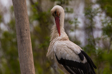 Storks in spring in Aiguamolls De L'Emporda Nature Reserve, Spain
