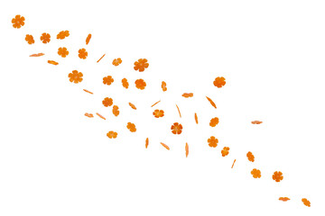 Carrots cut flowers and are flying
