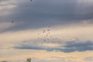 Sunset and birds in Aiguamolls De L'Emporda Nature Reserve, Spain