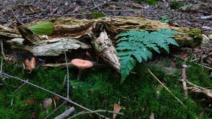 mushrooms on a tree