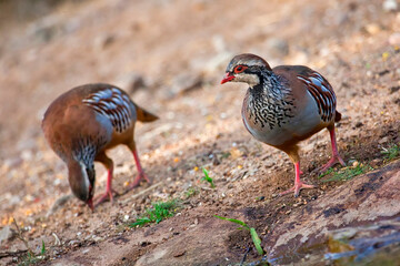 Red-legged Partridge, Alectoris rufa, MonfragÃ¼e National Park, Biosphere Reserve, CÃ¡ceres...