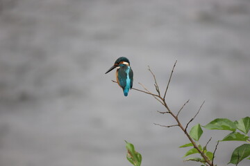 kingfisher