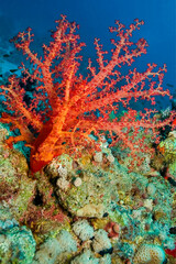 Fototapeta na wymiar Soft Coral, Coral Reef, Red Sea, Egypt