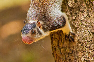 Grizzled Giant Squirrel, Ratufa macroura, Udawalawe National Park, Sri Lanka, Asia
