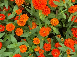 Colorful flowers field in the park. Flower Garden market wallpaper. 