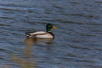Mallard in spring in Aiguamolls De L'Emporda Nature Reserve, Spain