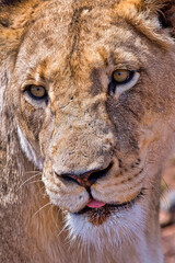 Lion, Panthera Leo, Rhino and Lion Nature Reserve, Gauteng, South Afica, Africa