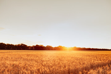 Gold Wheat field panorama with at sunset, rural countryside