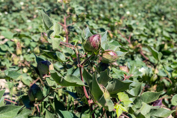 Growing cotton in a field on an autumn, sunny day (Greece, Central Macedonia)