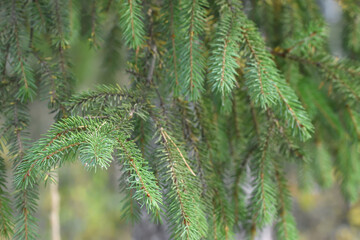 branches of a fir tree