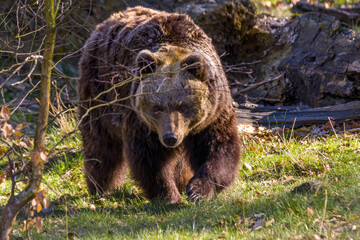 Big Brown bear at nature meadow