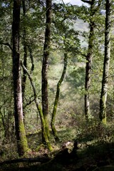 Fototapeta premium Forêt chêne