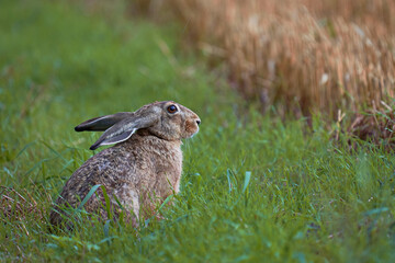 European hare stands in the grass and looking relaxed. Lepus europaeus Close-Up, easter concept.