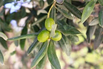 Olives on olive tree branch in Athens, Greece.