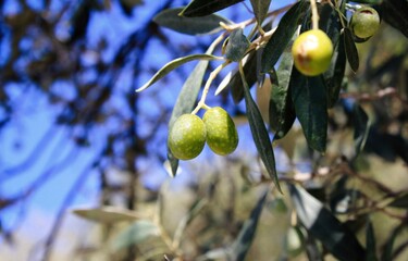 Olives on olive tree branch in Athens, Greece.