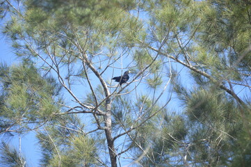 bird on a branch