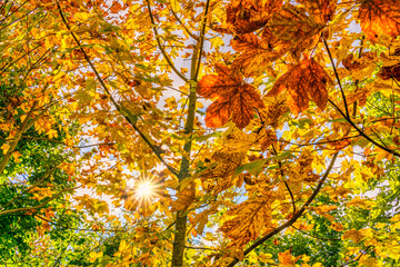 beautiful autumn hike in the colorful forest near wilhelmsdorf