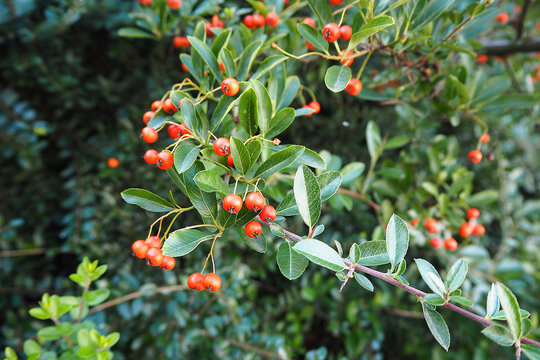 close red round pyracantha berries on a branch with green leaves in autumn . nature in autumn
