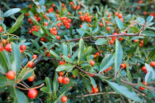 red round pyracantha berries on a branch with green leaves in autumn . nature in autumn