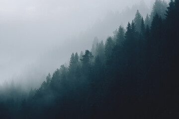 Scenic landscape view of the forest in the fog.