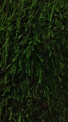 green moss on the tree