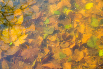 Autumn and fall leaves in the water