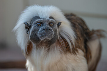 Portrait of funny and colorful Geoffroy marmoset monkey from Brazil Amazonian jungles, adult, male.