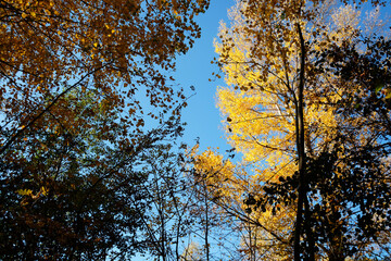 Fototapeta premium Crowns of autumn trees from bottom to top against a bright blue cloudless sky