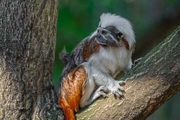 Portrait of funny and colorful Geoffroy marmoset monkey from Brazil Amazonian jungles, adult, male.