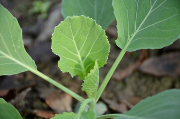 the small ripe green cabbage plant seedlings in the garden.