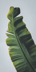 banana leaf on a blue cloud background