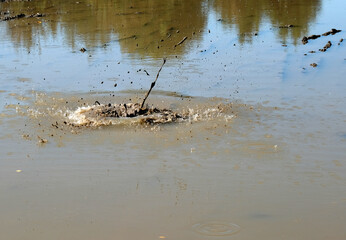 Water splash in a muddy puddle