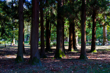 Old big trees forest in the park, Botanic garden in Georgia