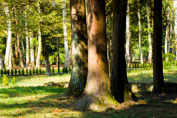 Old big trees forest in the park, Botanic garden in Georgia