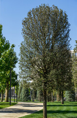 Quercus ilex, the evergreen oak, holly or holm oak after transplanting undergo adaptation in city park Krasnodar. Public landscape 'Galitsky park' for relaxation and walking in sunny autumn 2020