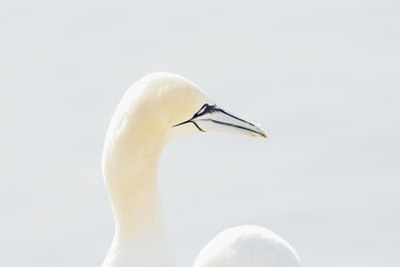 One wild bird head in the wild, Morus bassanus, Northern Gannet on the island of Heligoland on the North Sea in Germany