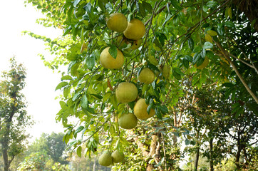 bunch the green ripe grapefruit with leaves and branch in the garden.