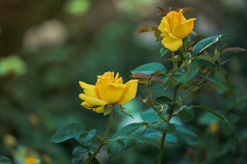 Blooming yellow roses in the park. Selective focus, blurred background