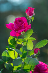 Fototapeta premium Blooming purple rose. Selective focus, blurred background