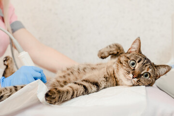 Cat lying on table during ultrasound examination in modern vet clinic