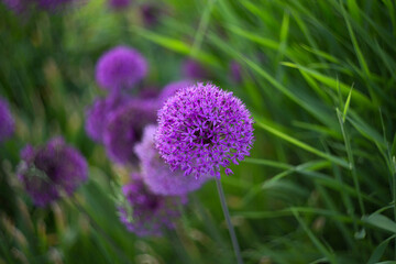 Allium, purple circular flowers on a green background. Selective focus, blurred background